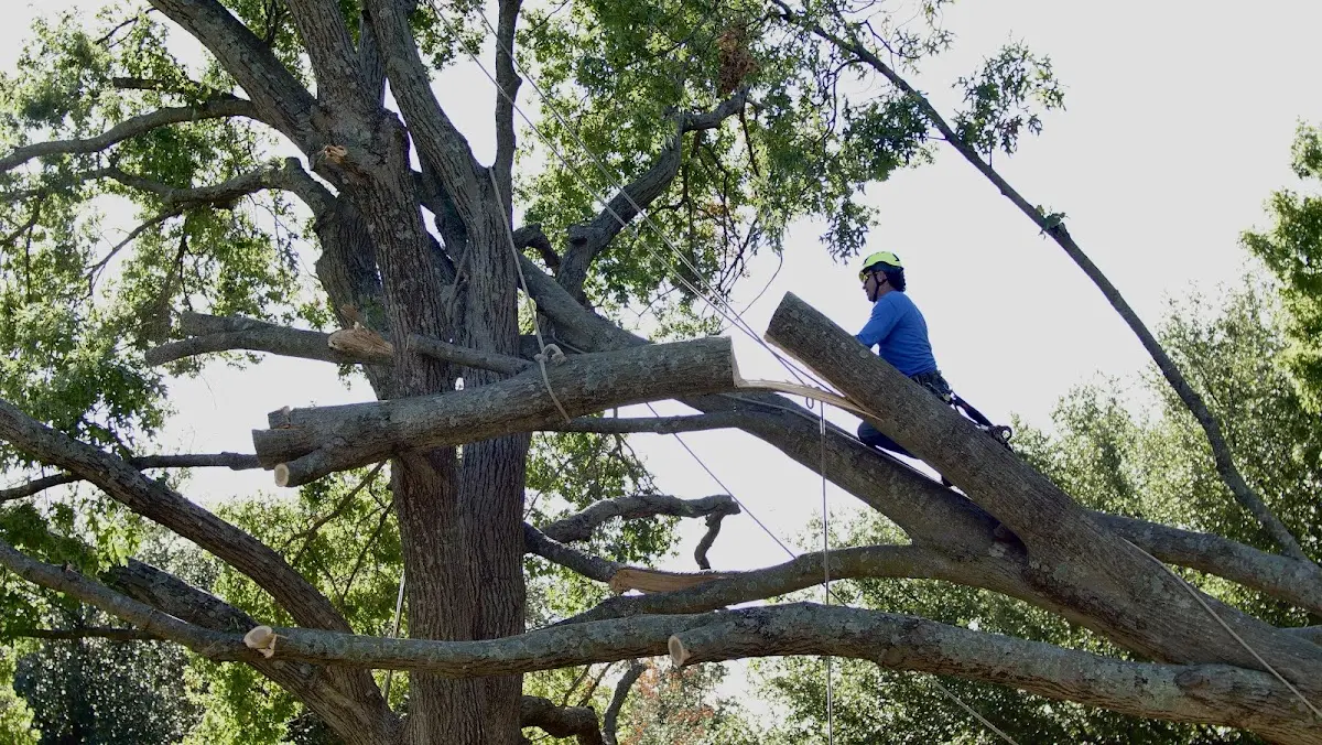 Professional Hazardous Tree Removal performed by certified arborists in Leighton