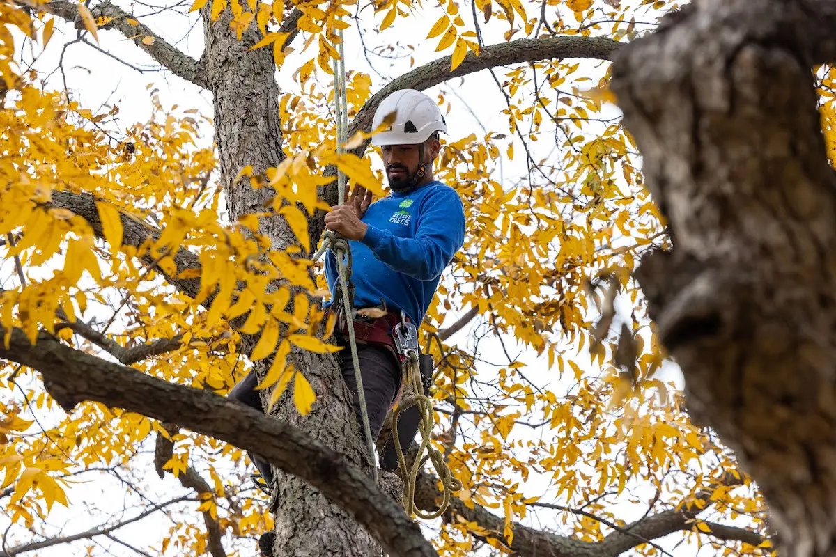 Skilled Tree Pruning crew working in Leighton